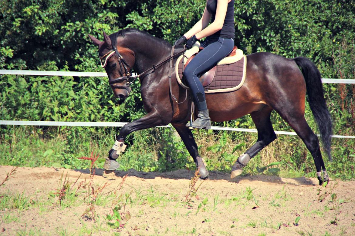 Hollandsk Sportspony Jumper billede 7