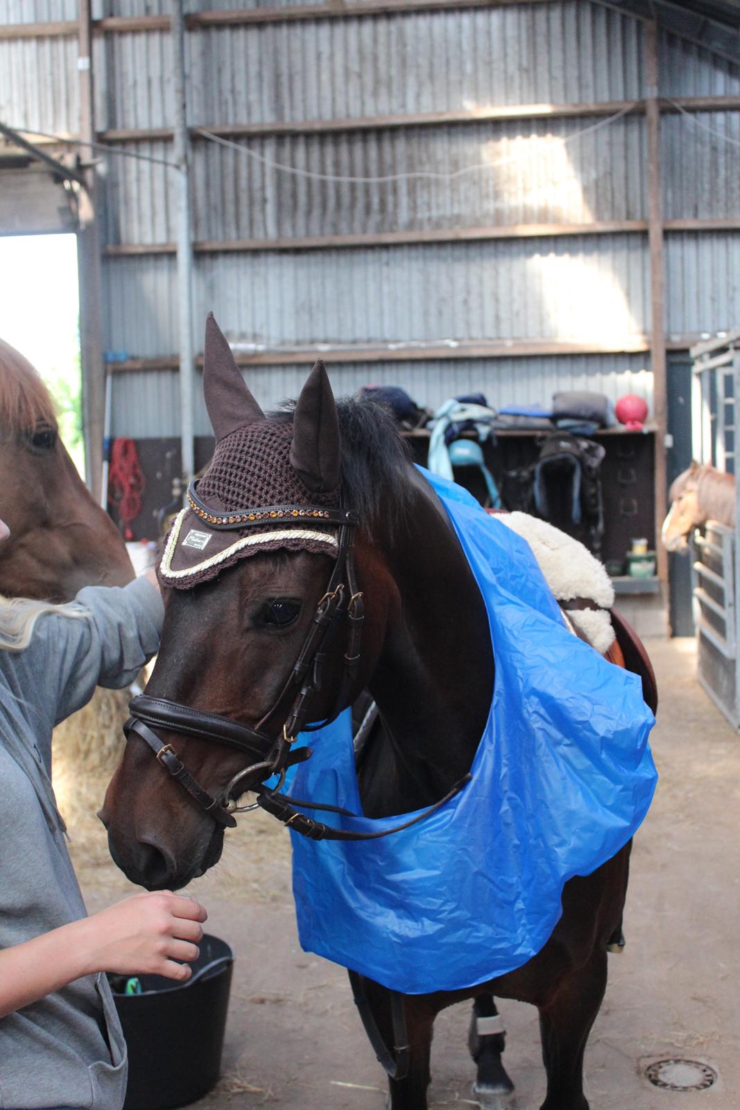 Hollandsk Sportspony Jumper billede 10