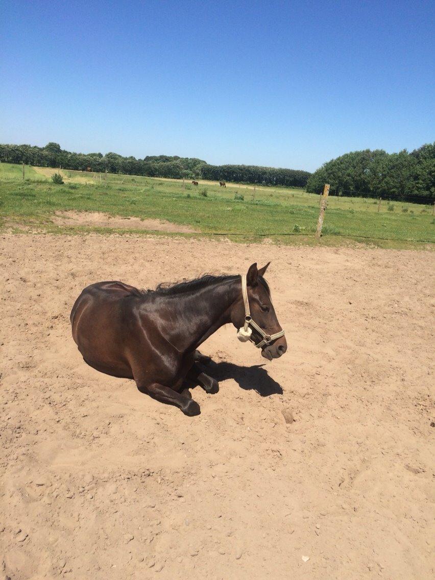 Traver Tessa Toft billede 2