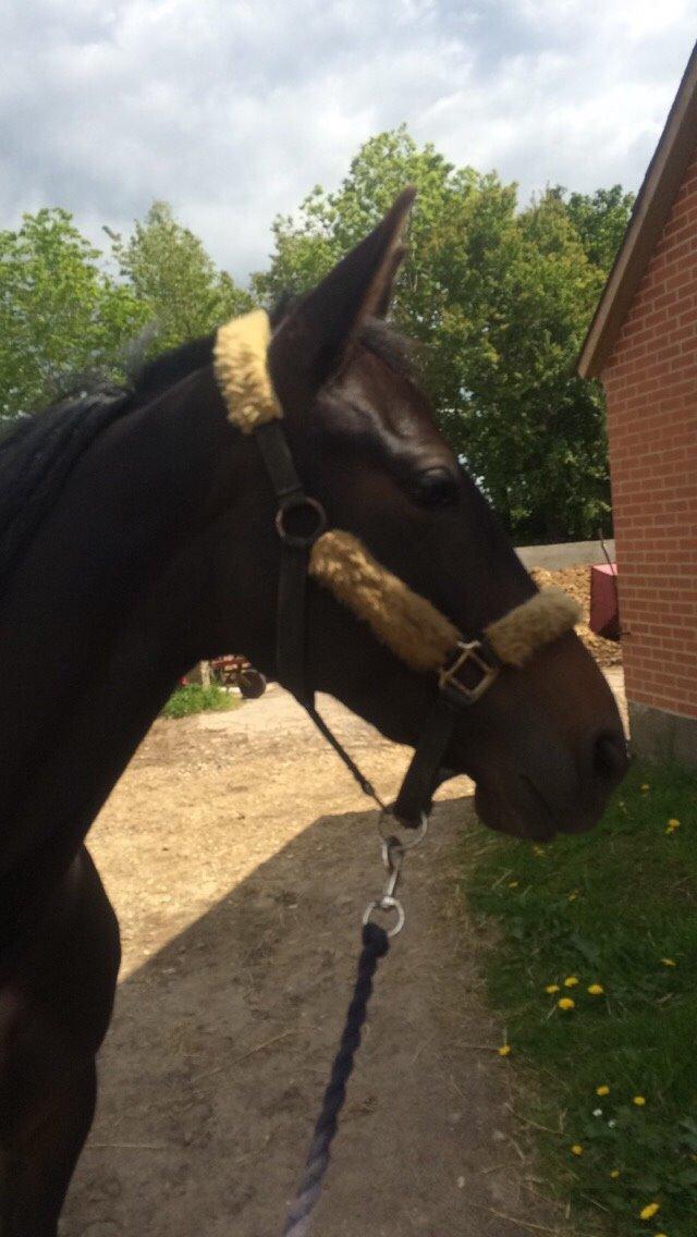 Traver Tessa Toft billede 3