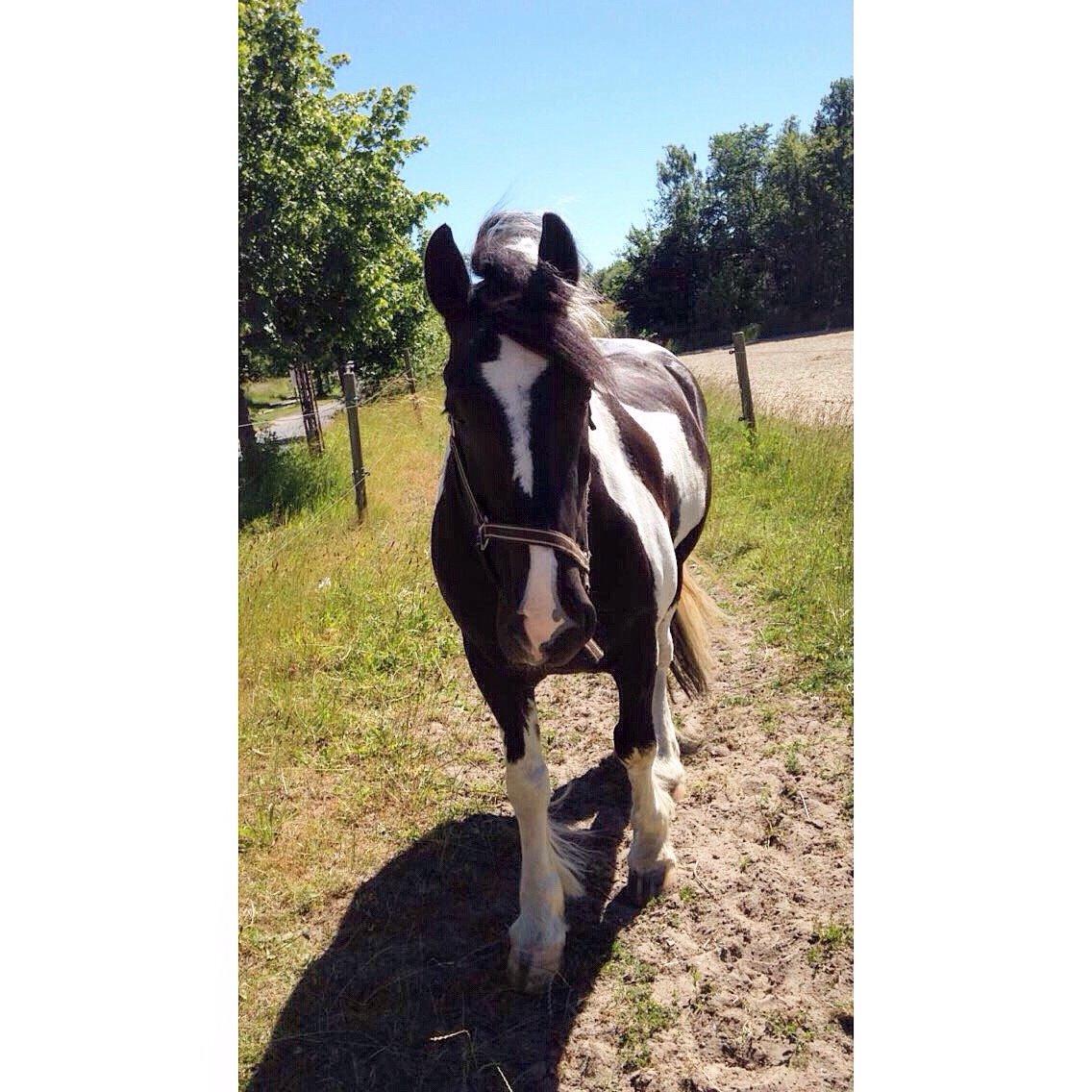 Tinker Charmer - Den dag jeg fik/lånte ham <3 billede 5