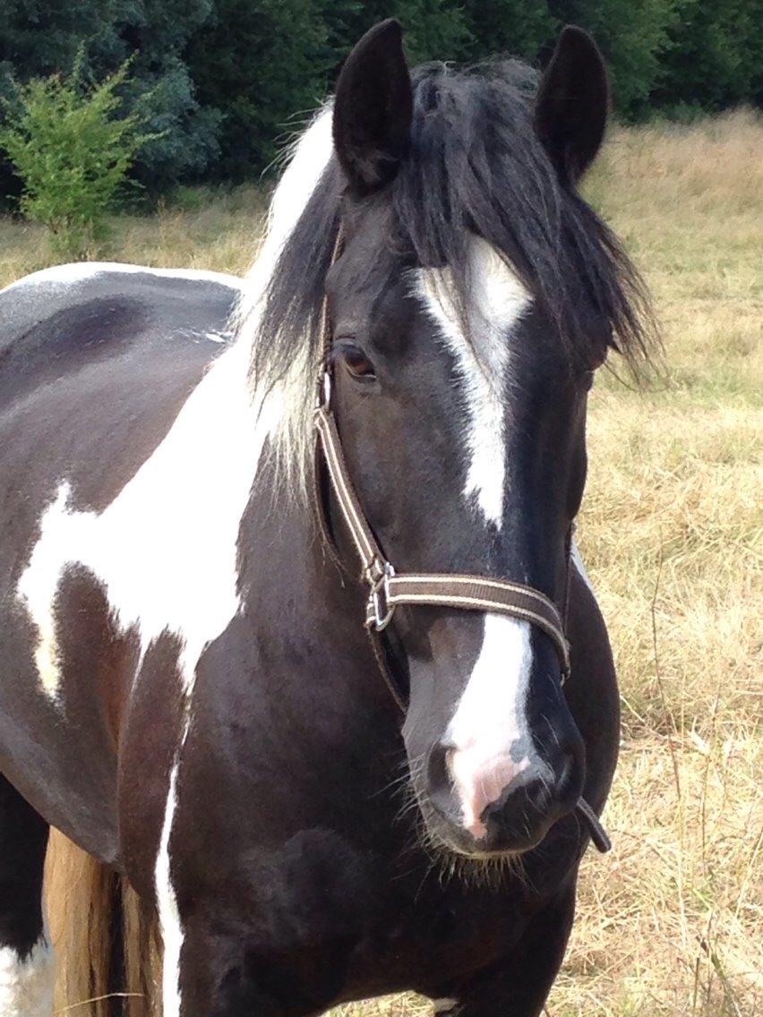 Tinker Charmer - På hans tidligere fold. Han er foldens konge. billede 7