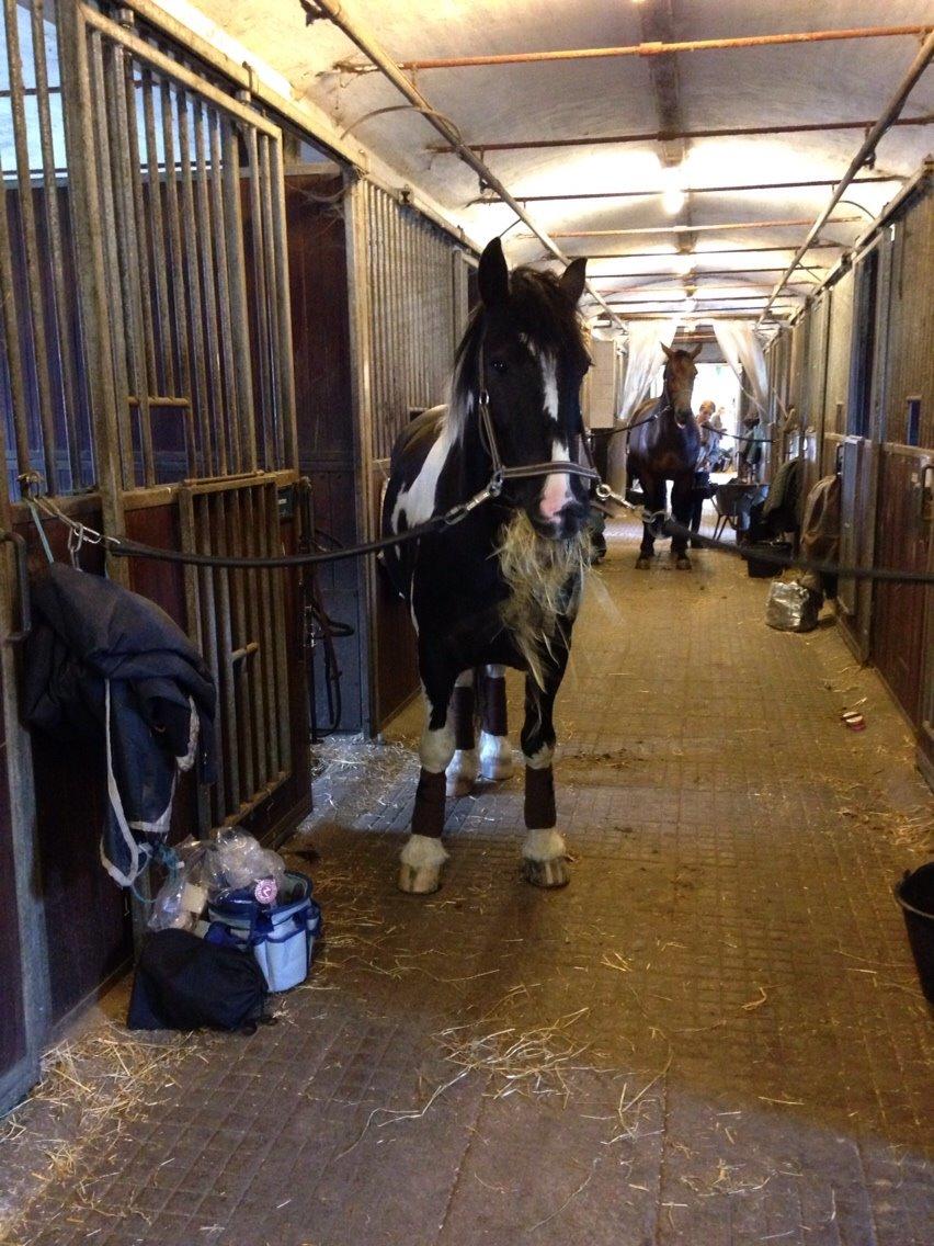 Tinker Charmer billede 9