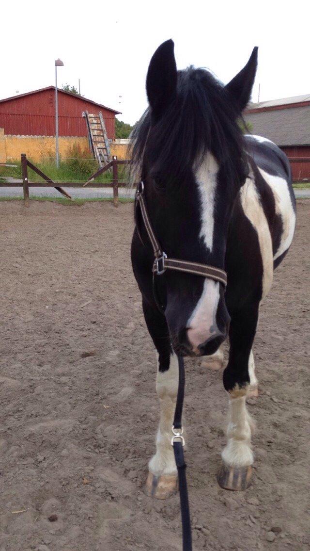 Tinker Charmer billede 10