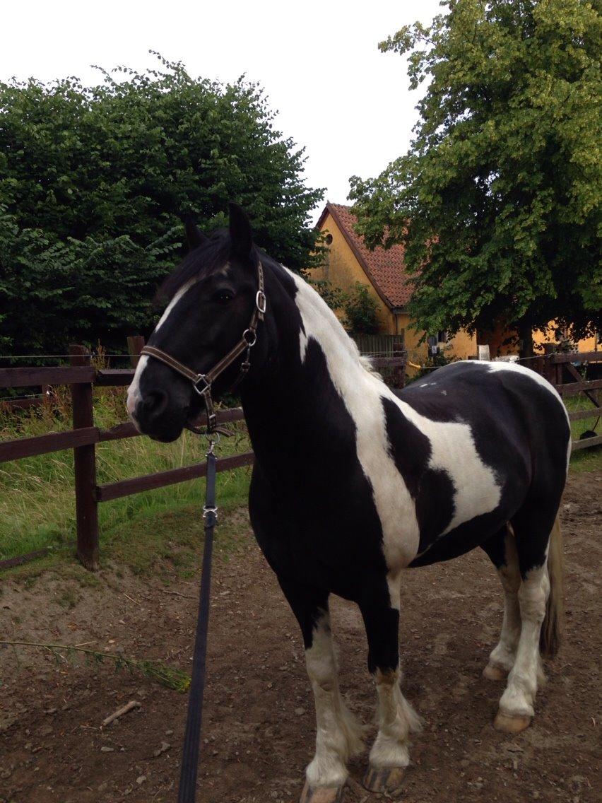 Tinker Charmer billede 11