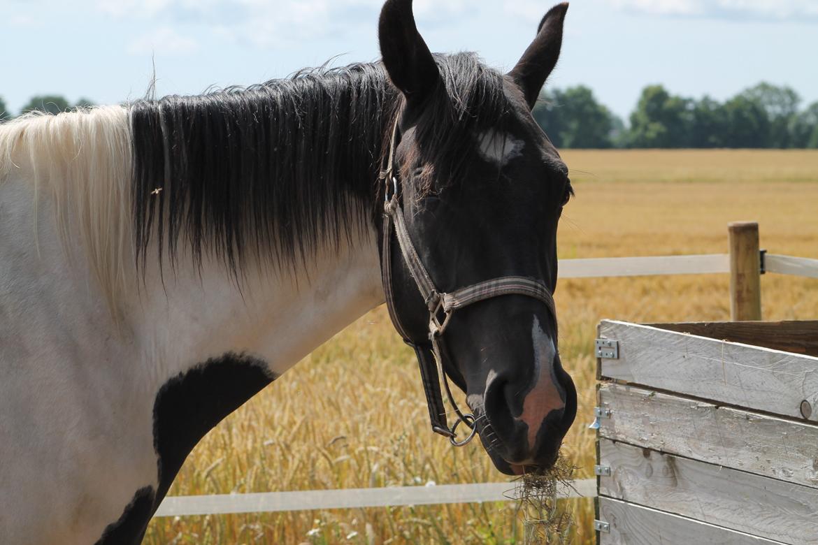 Pinto Bounty *Unghyppen* - Velkommen til Bounty's profil billede 1