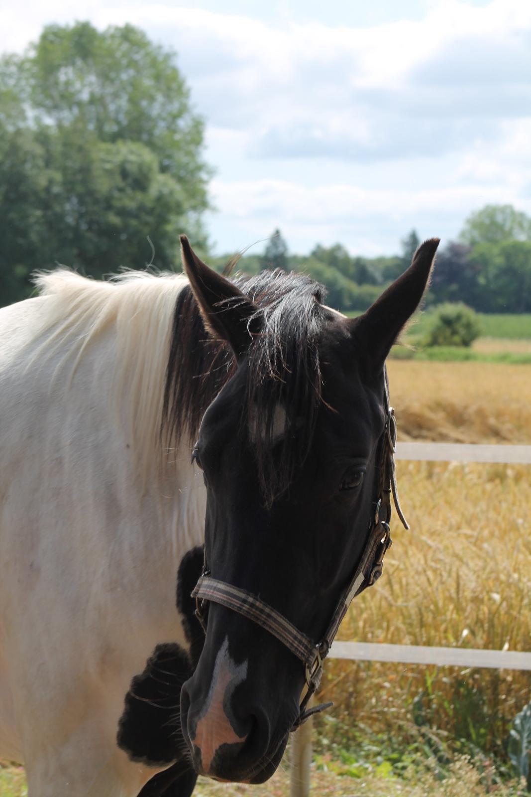 Pinto Bounty *Unghyppen* billede 2