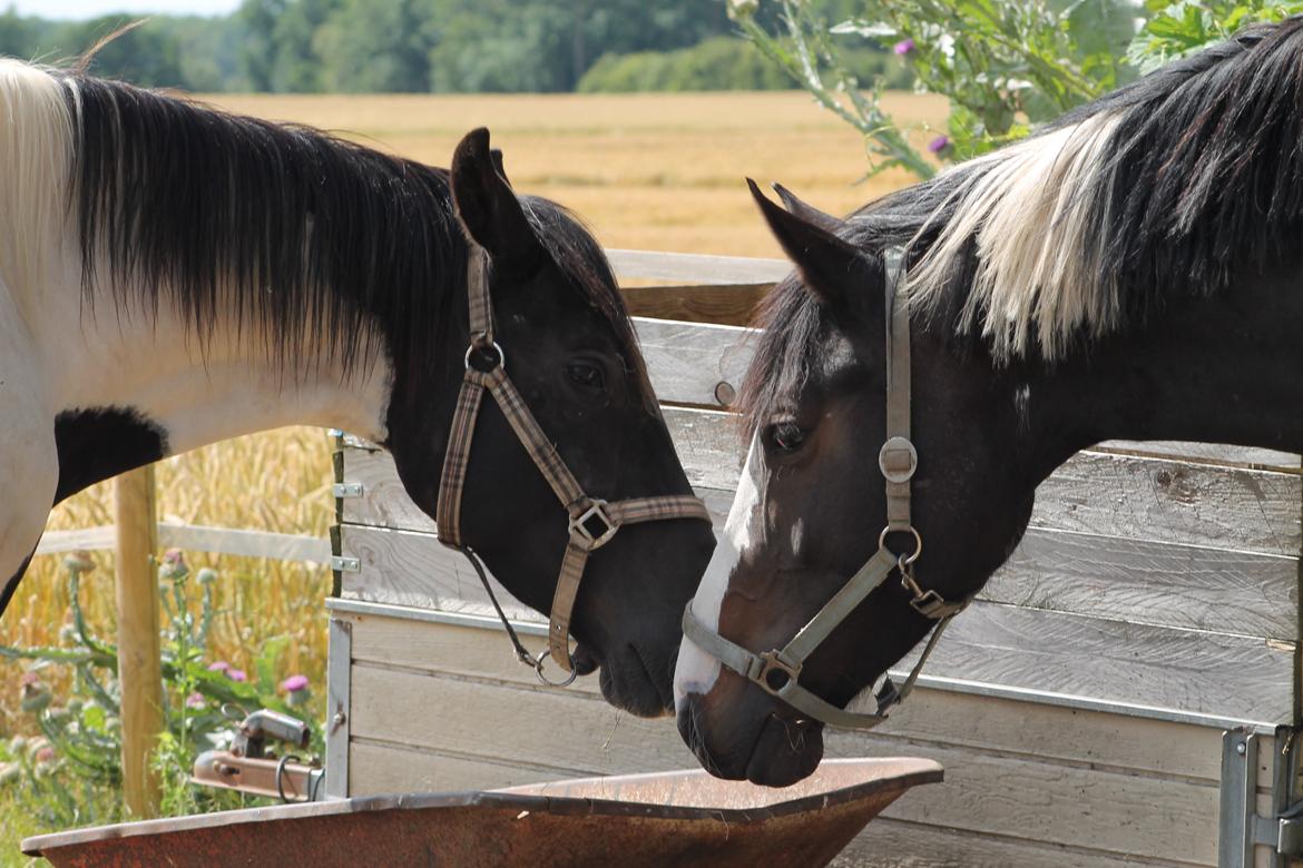 Pinto Bounty *Unghyppen* - Love is in the air <3. billede 8