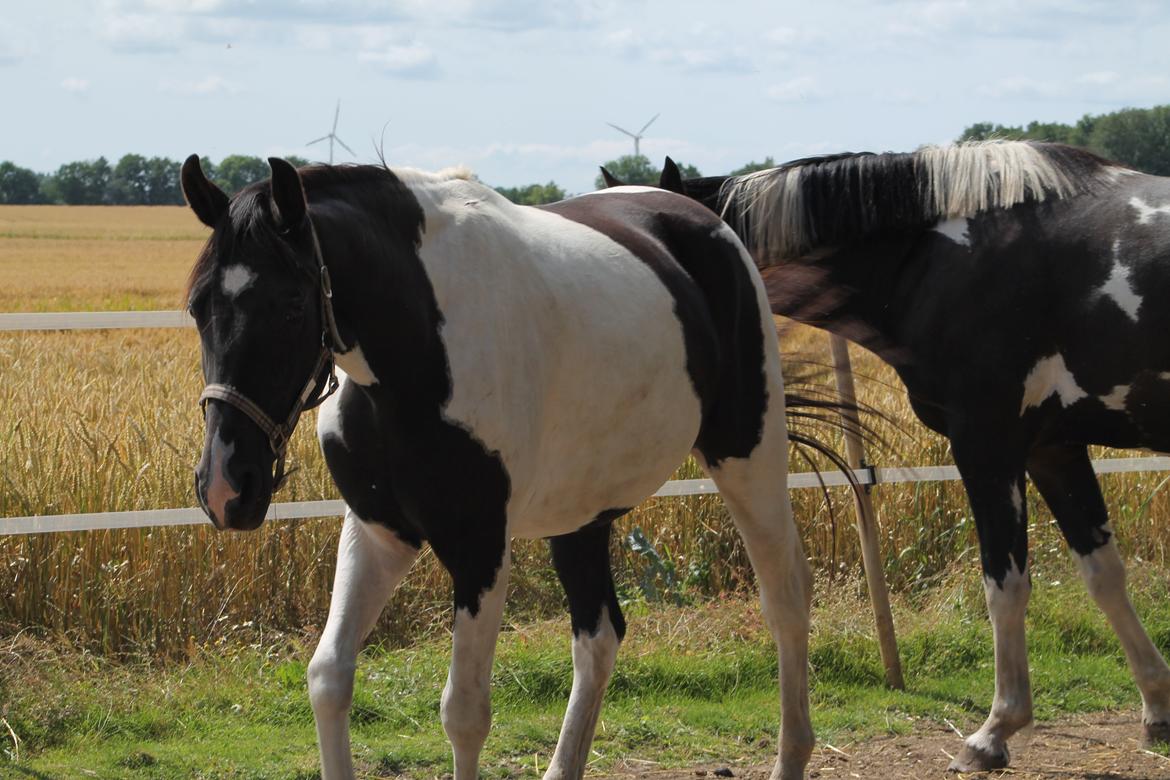 Pinto Bounty *Unghyppen* billede 4