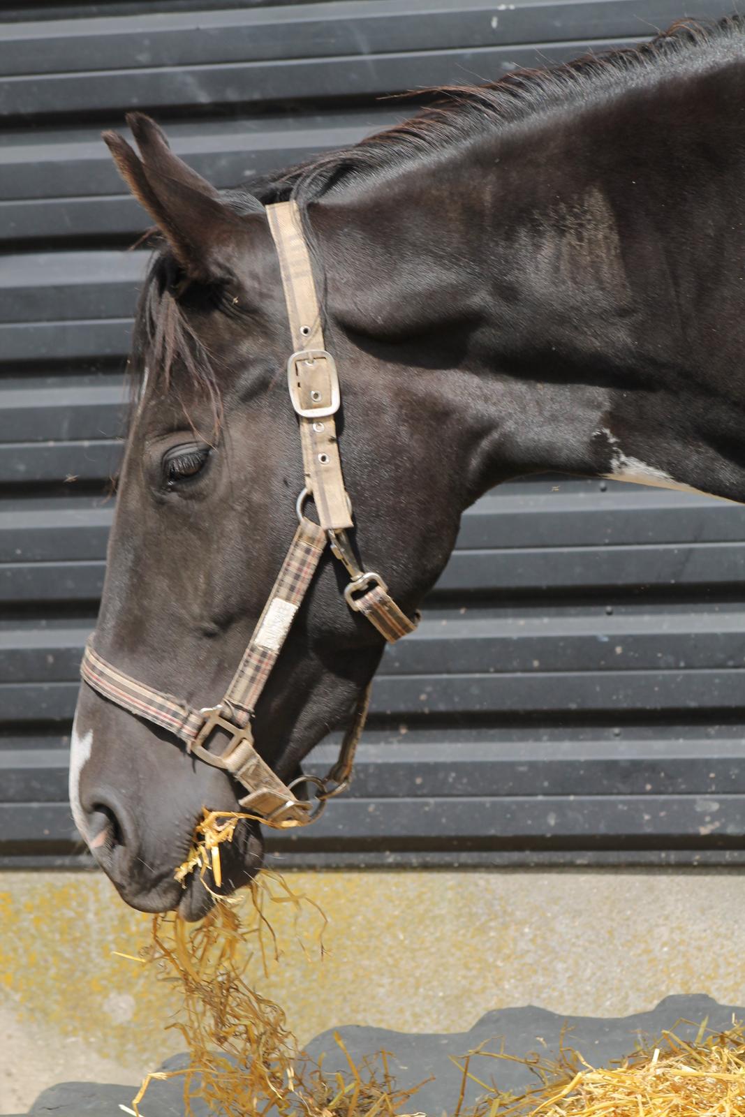 Pinto Bounty *Unghyppen* billede 6