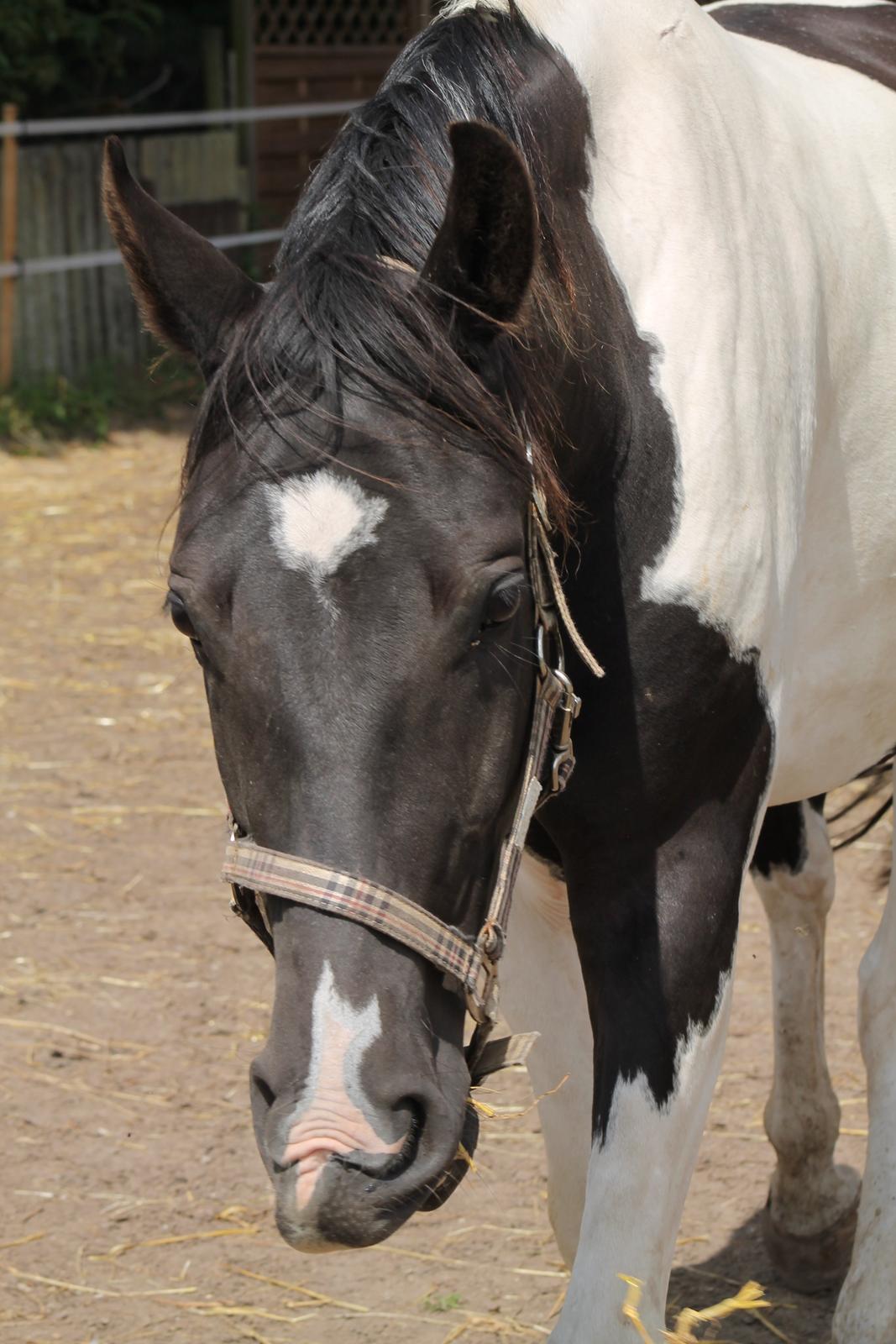 Pinto Bounty *Unghyppen* billede 9