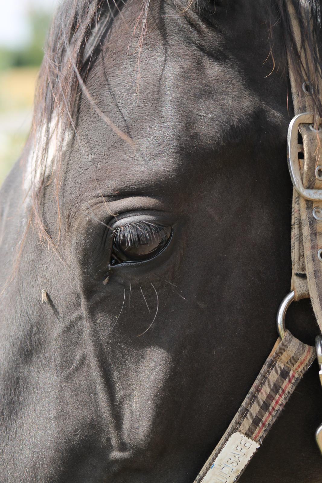 Pinto Bounty *Unghyppen* billede 10