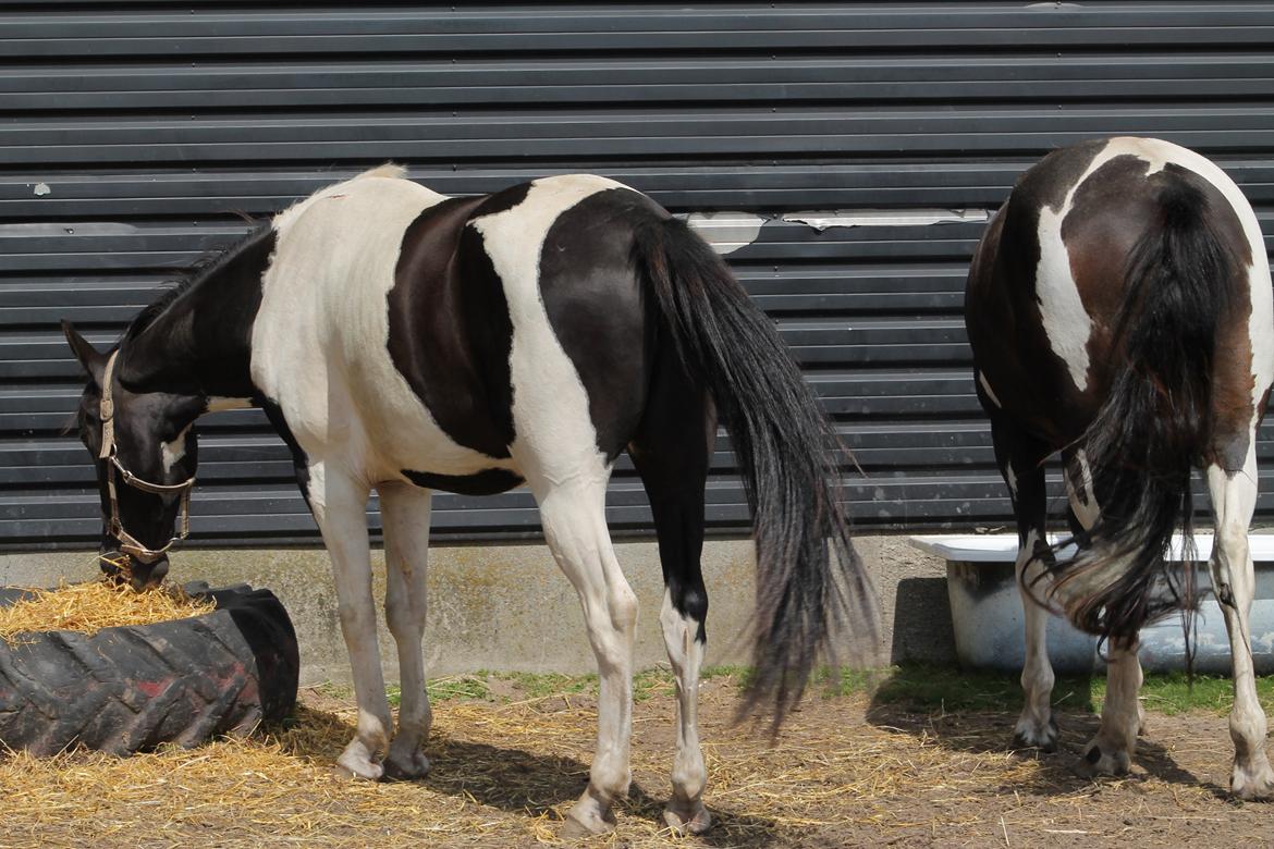 Pinto Bounty *Unghyppen* - To brogede numser - Bounty og Tinka billede 3