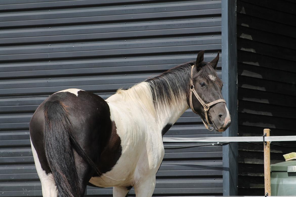 Pinto Bounty *Unghyppen* billede 12