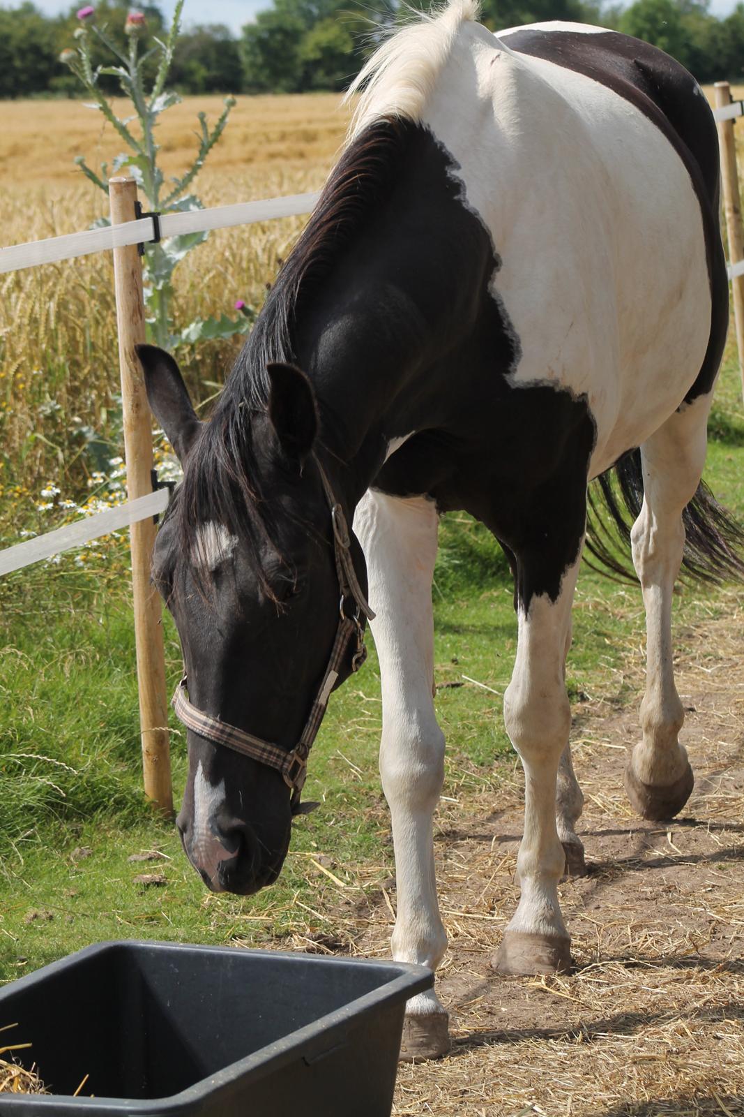 Pinto Bounty *Unghyppen* billede 11