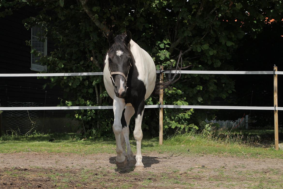 Pinto Bounty *Unghyppen* billede 13