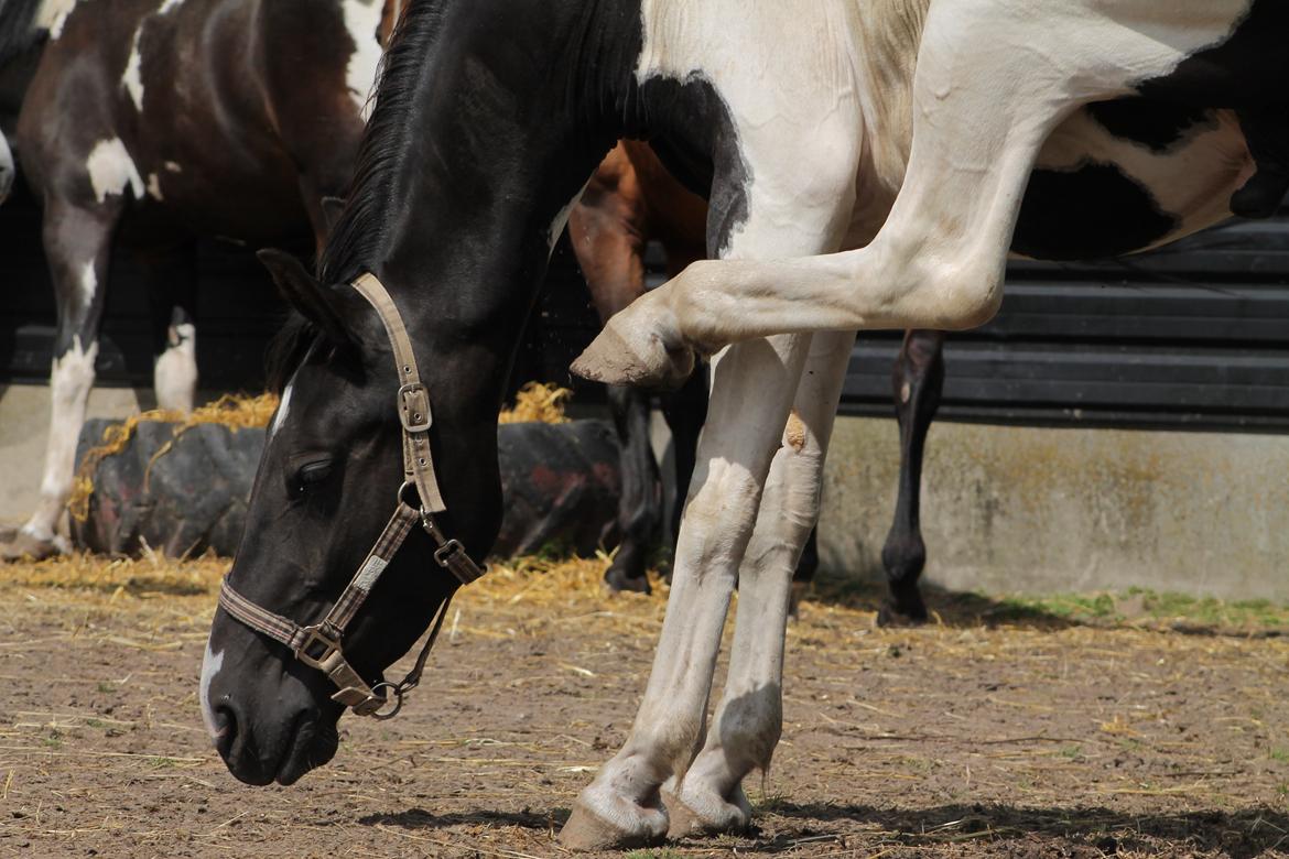 Pinto Bounty *Unghyppen* billede 15