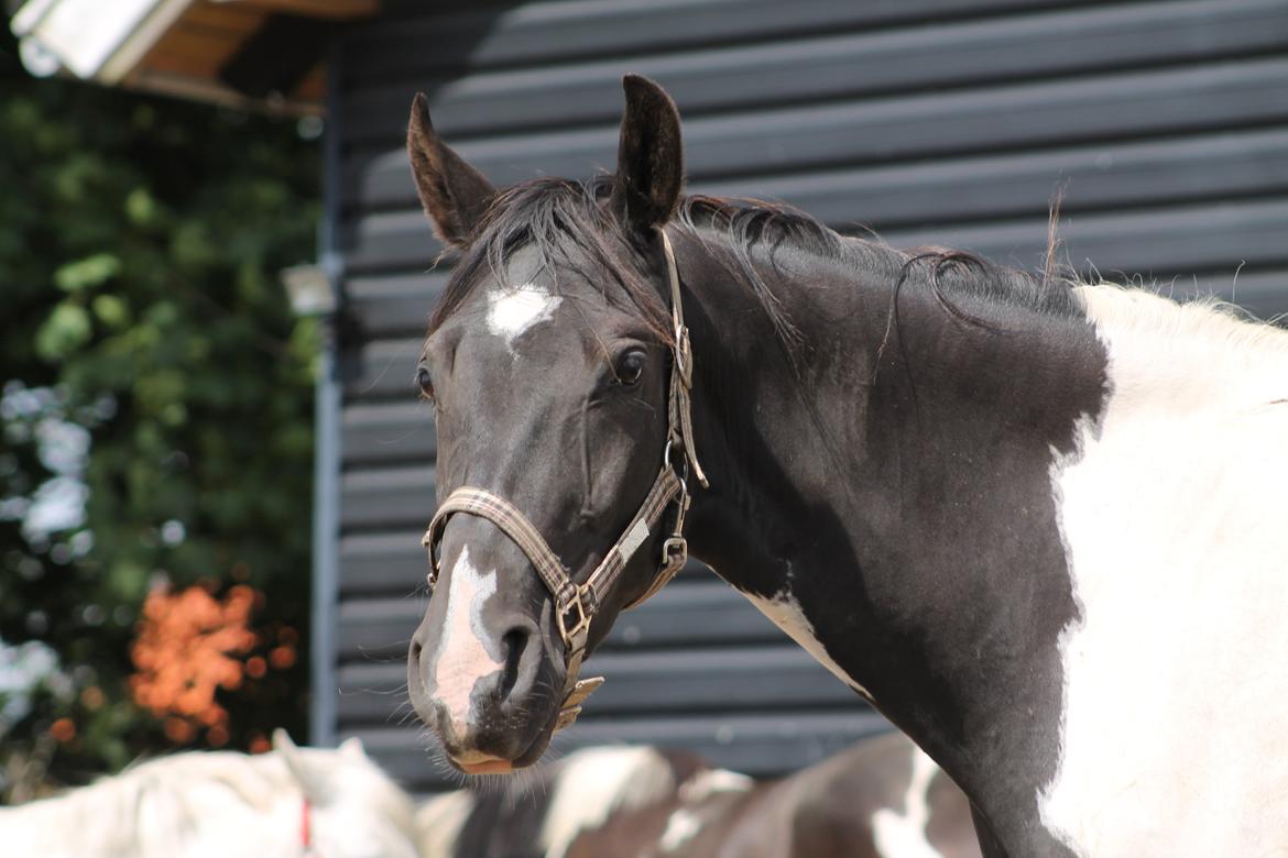 Pinto Bounty *Unghyppen* billede 14