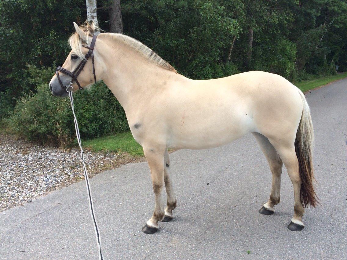 Fjordhest Munkegårdens sille billede 18