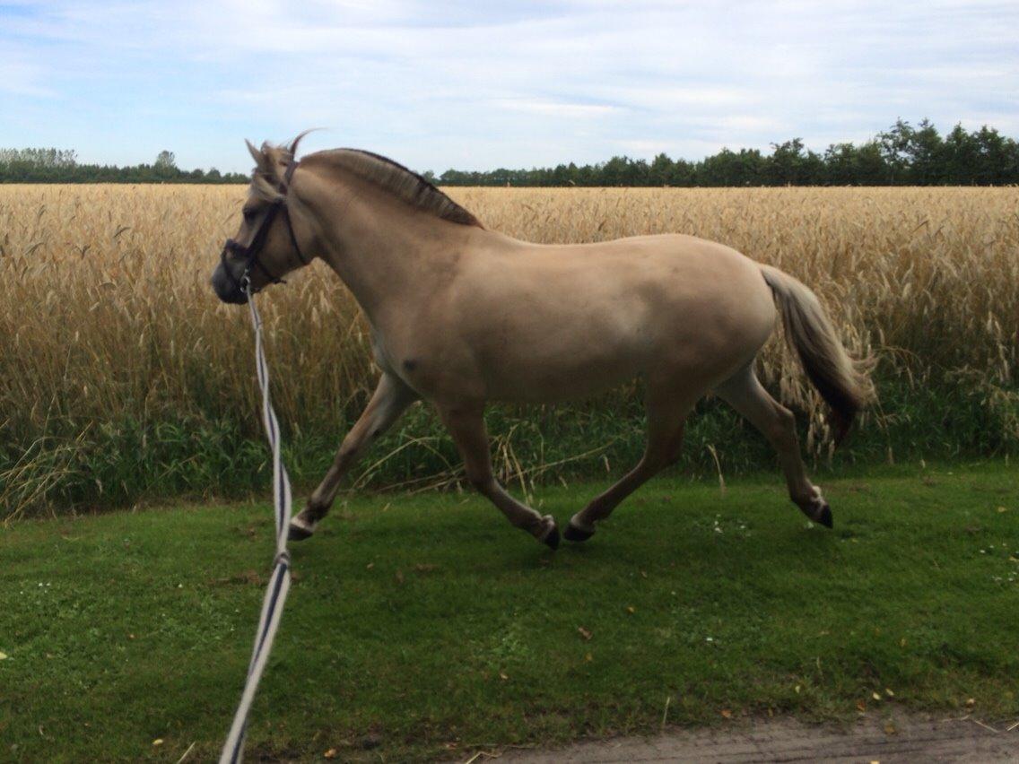 Fjordhest Munkegårdens sille billede 19
