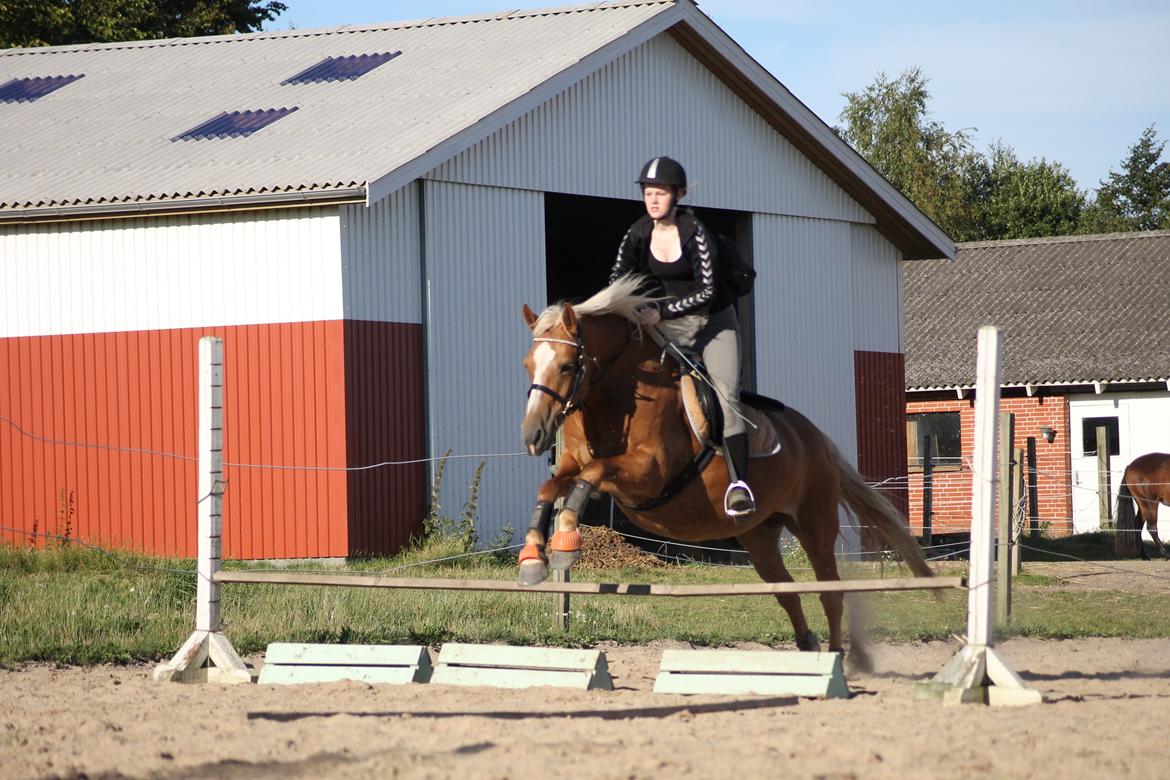 Haflinger Gipsy billede 9