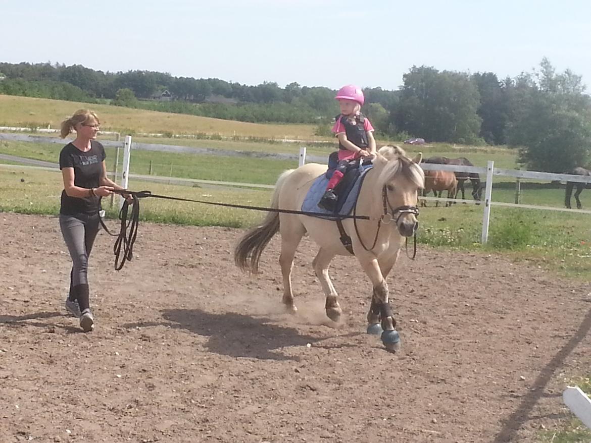 Fjordhest Bobby billede 7