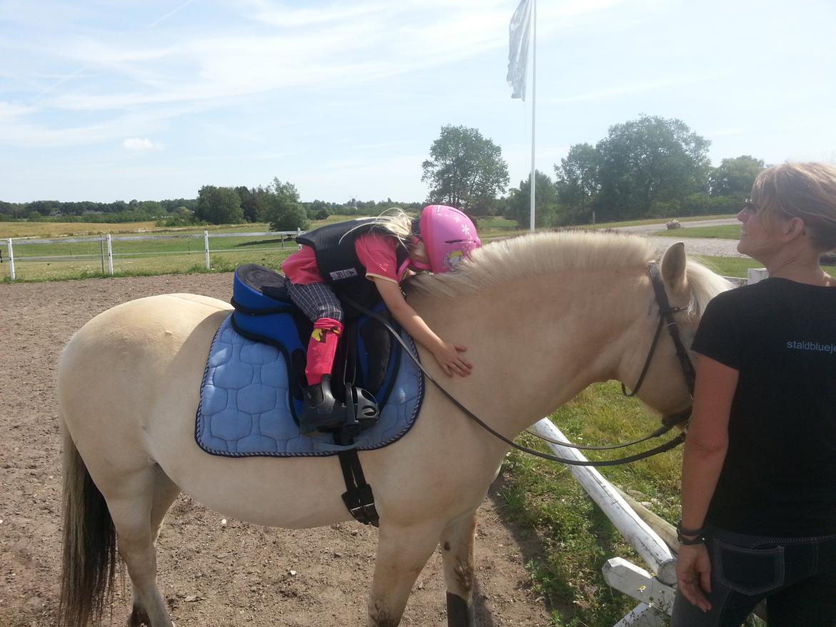 Fjordhest Bobby billede 8