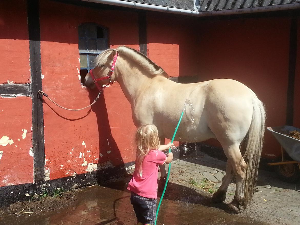 Fjordhest Bobby billede 9