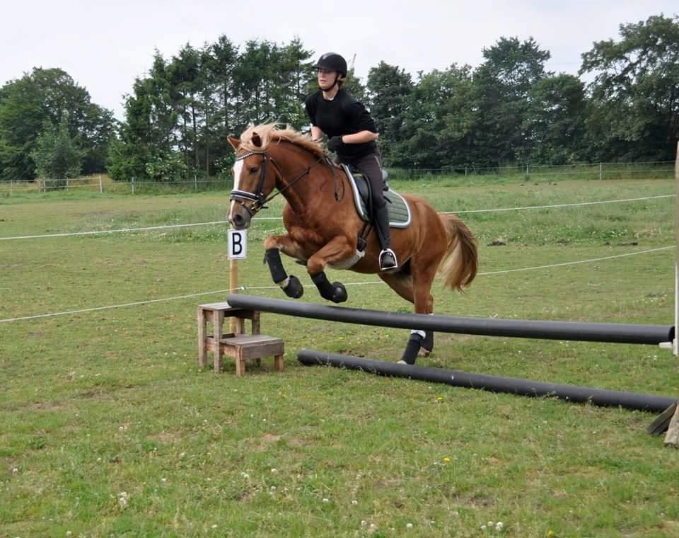 Anden særlig race Prins Charming billede 14