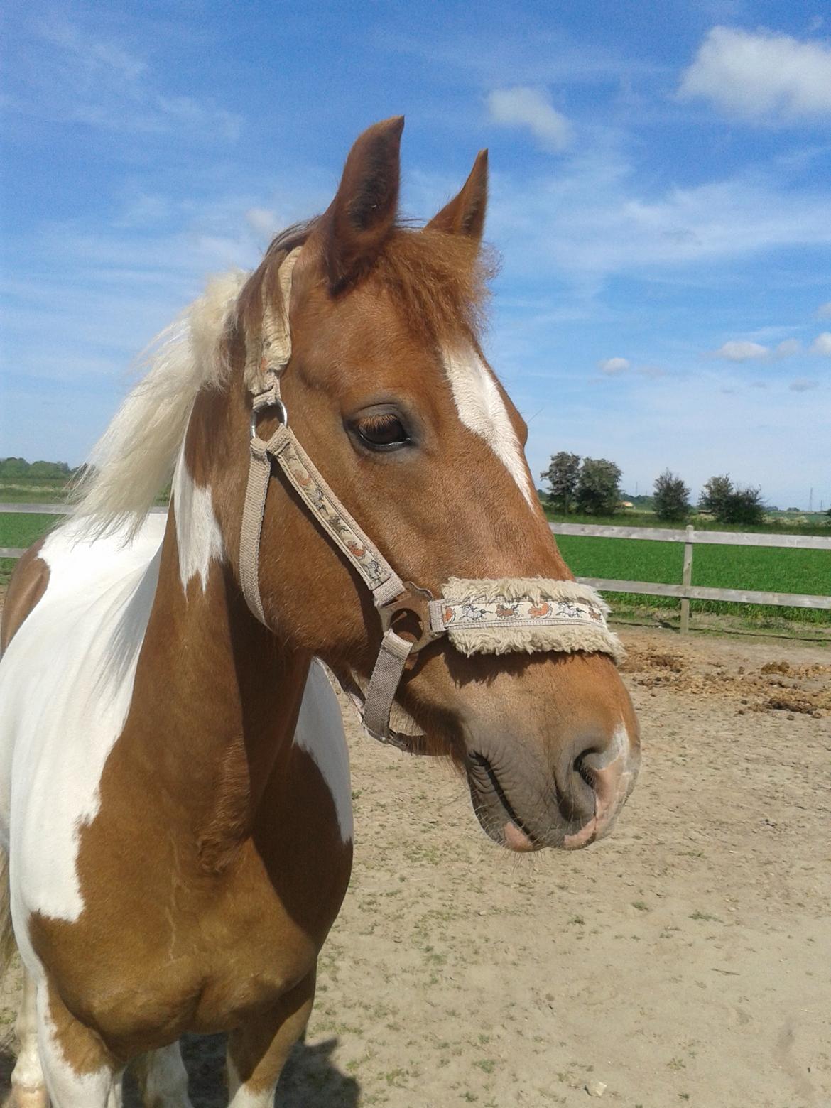 Hollandsk Sportspony Nelly billede 10