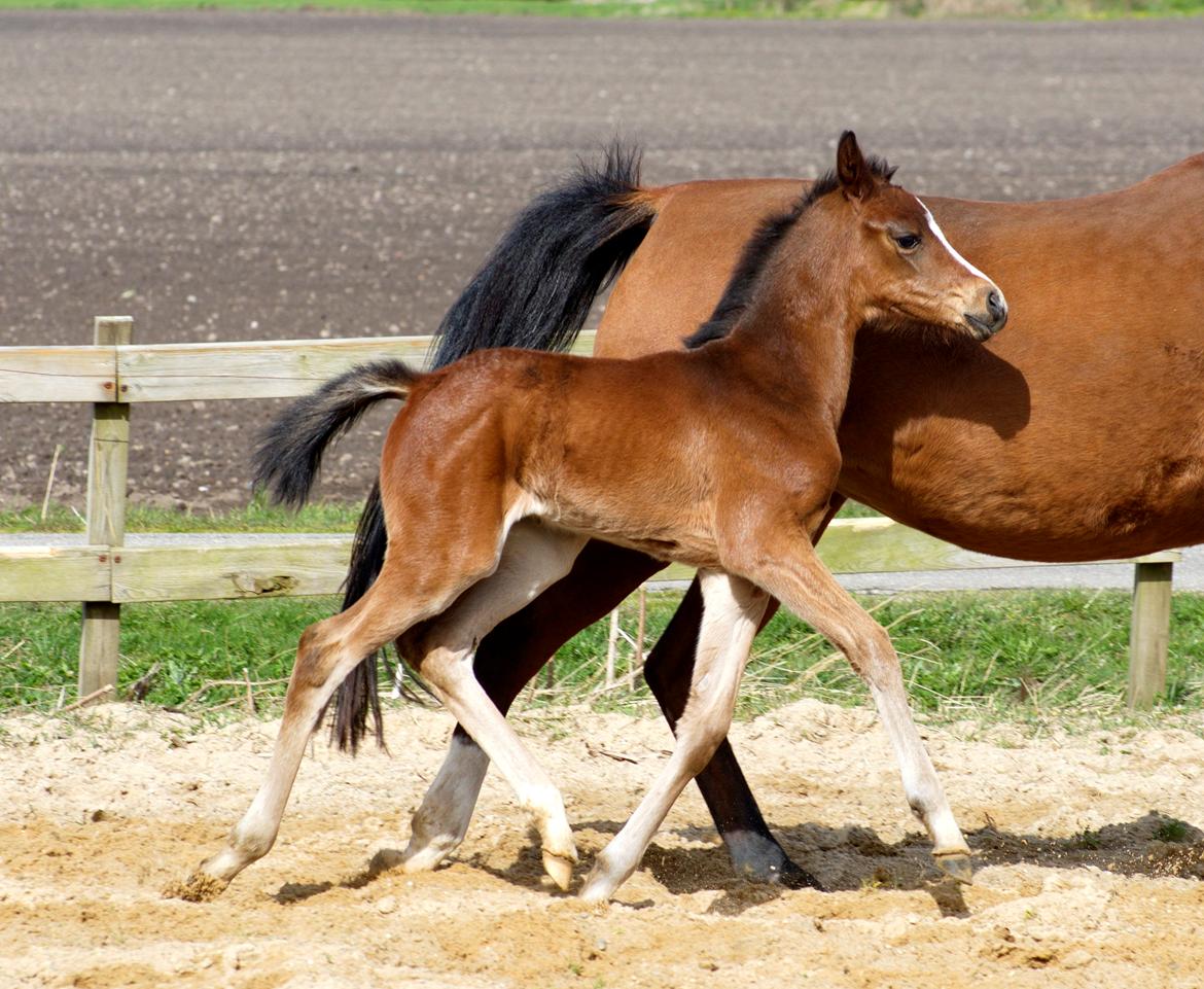 Dansk Varmblod Chowstyle billede 1