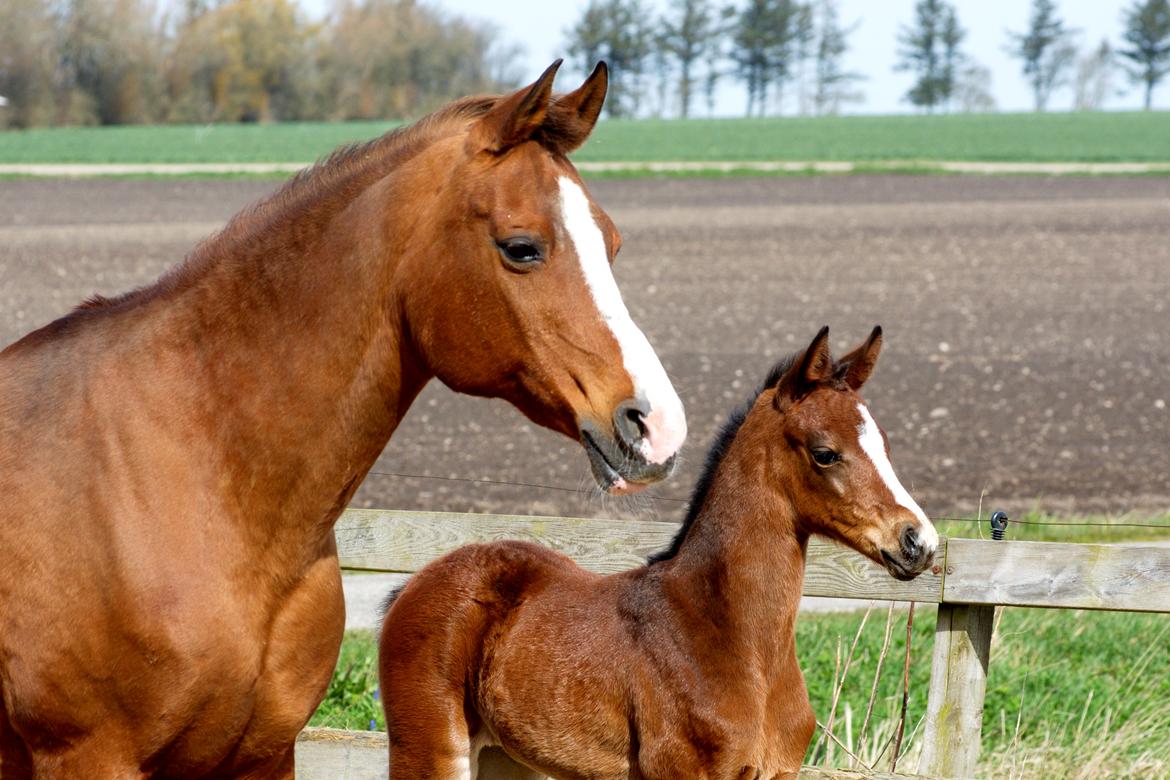 Dansk Varmblod Chowstyle billede 2