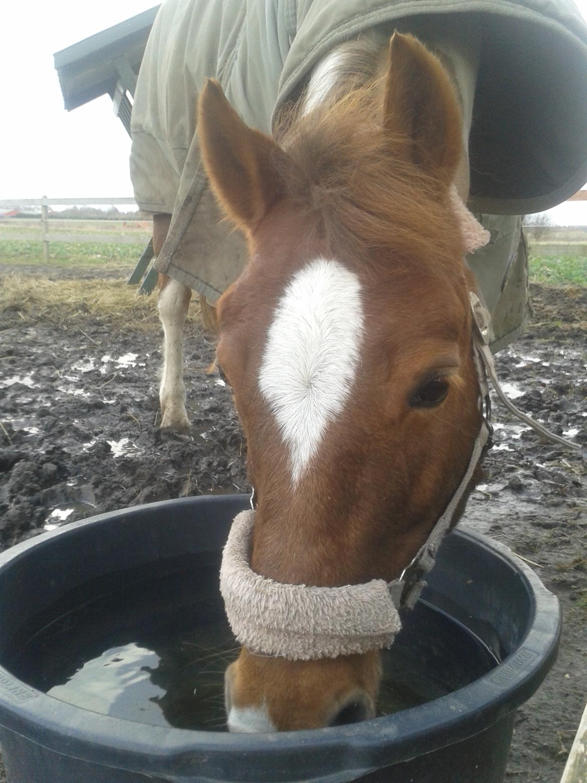 Hollandsk Sportspony Nelly billede 13