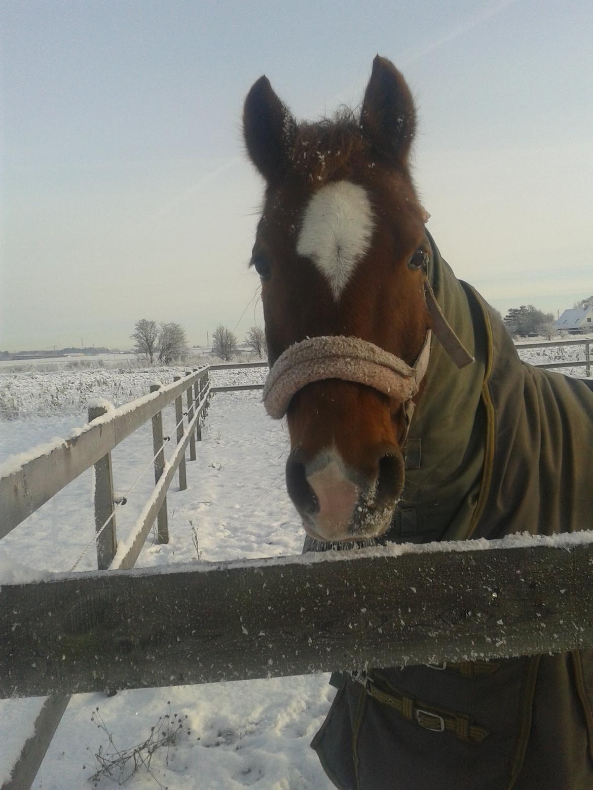 Hollandsk Sportspony Nelly billede 14