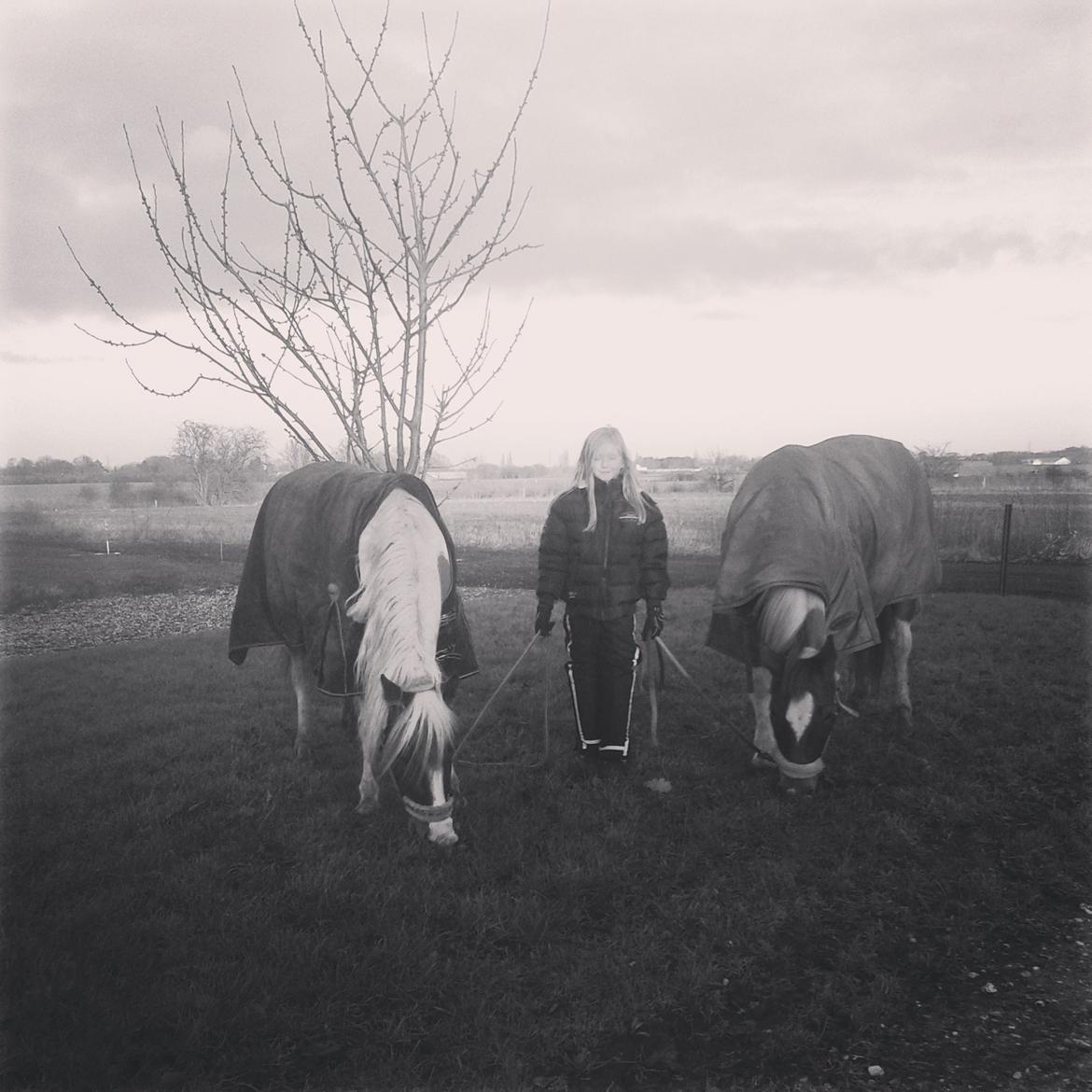 Hollandsk Sportspony Nelly billede 15