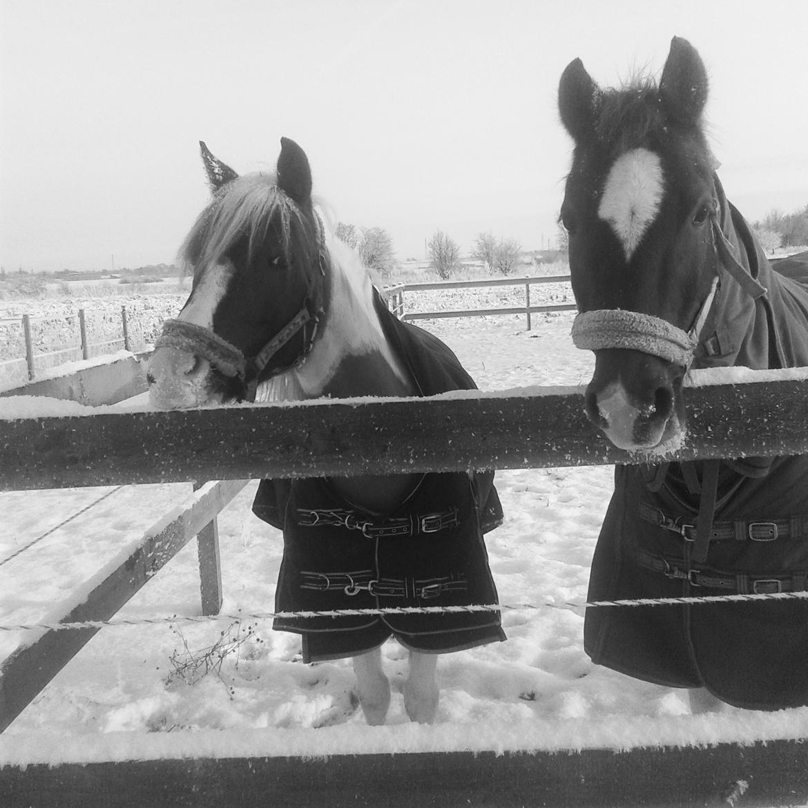 Hollandsk Sportspony Nelly billede 16