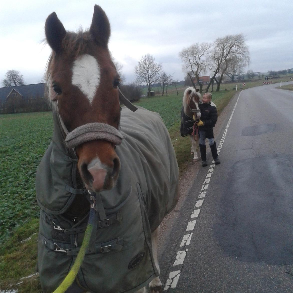 Hollandsk Sportspony Nelly billede 17