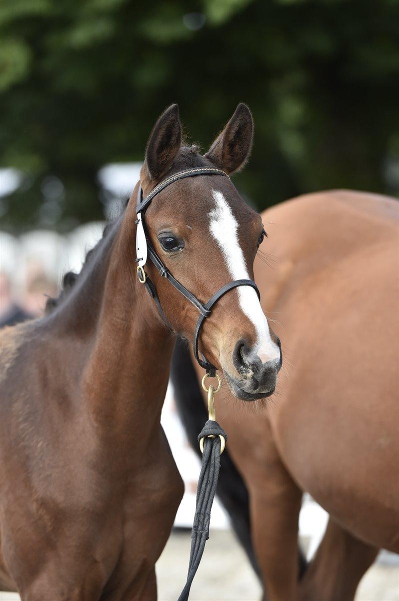 Dansk Varmblod Chowstyle billede 3