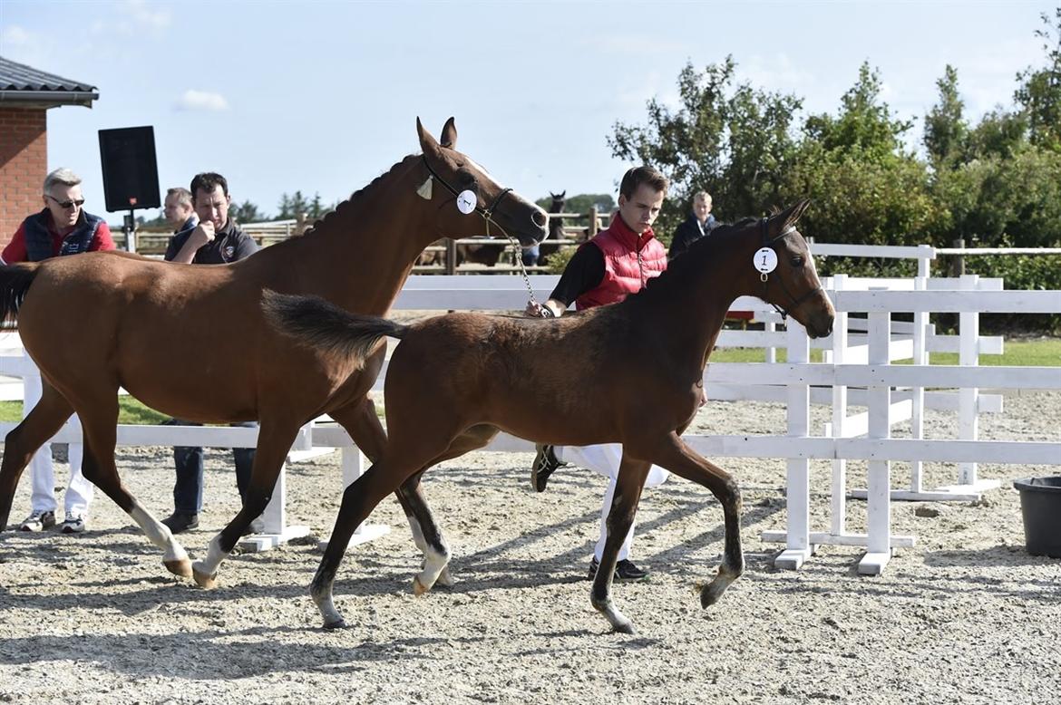 Dansk Varmblod Chowstyle billede 4