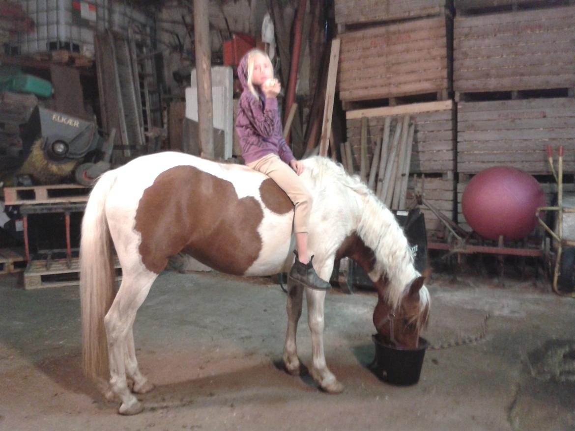 Pinto Olivia billede 1