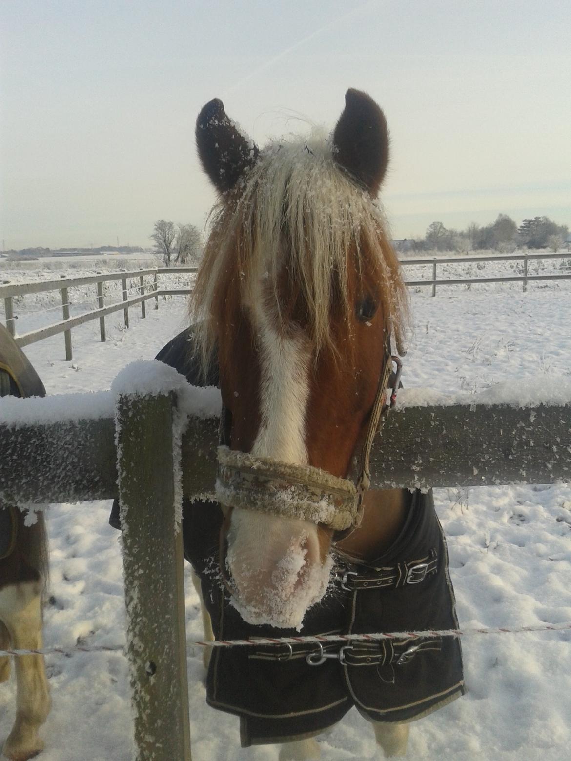 Pinto Olivia billede 2