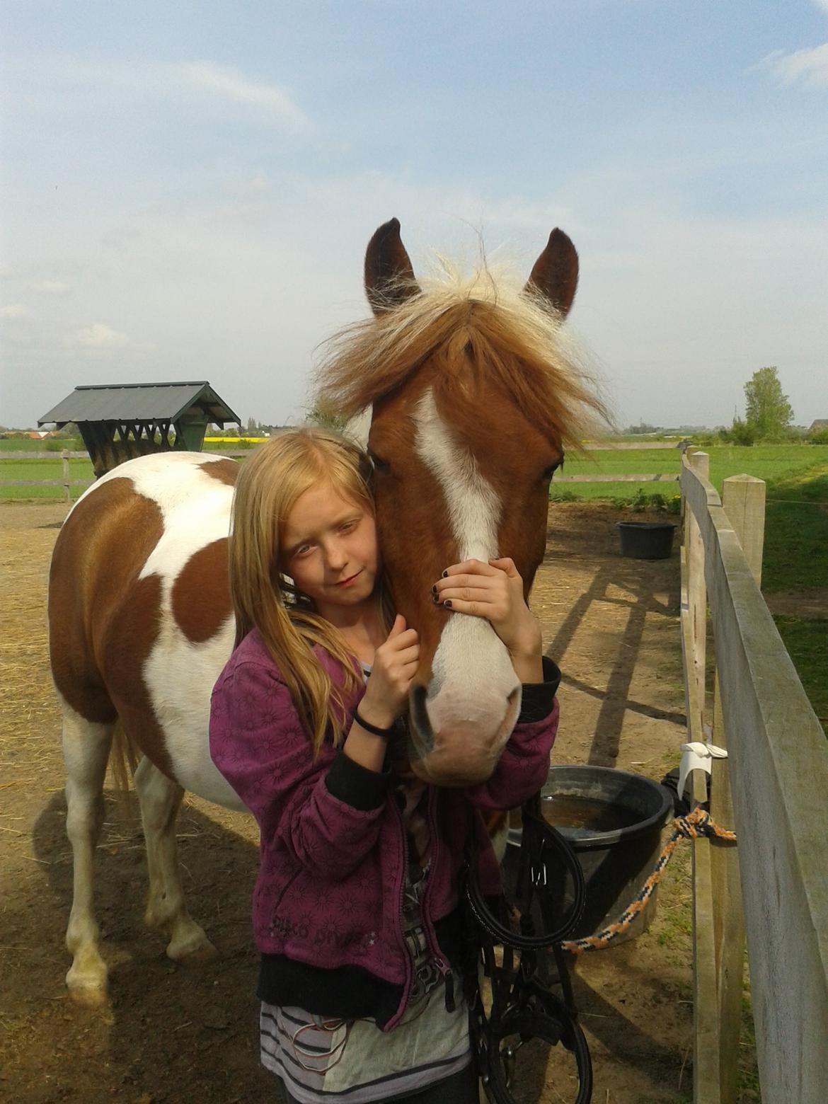 Pinto Olivia billede 4