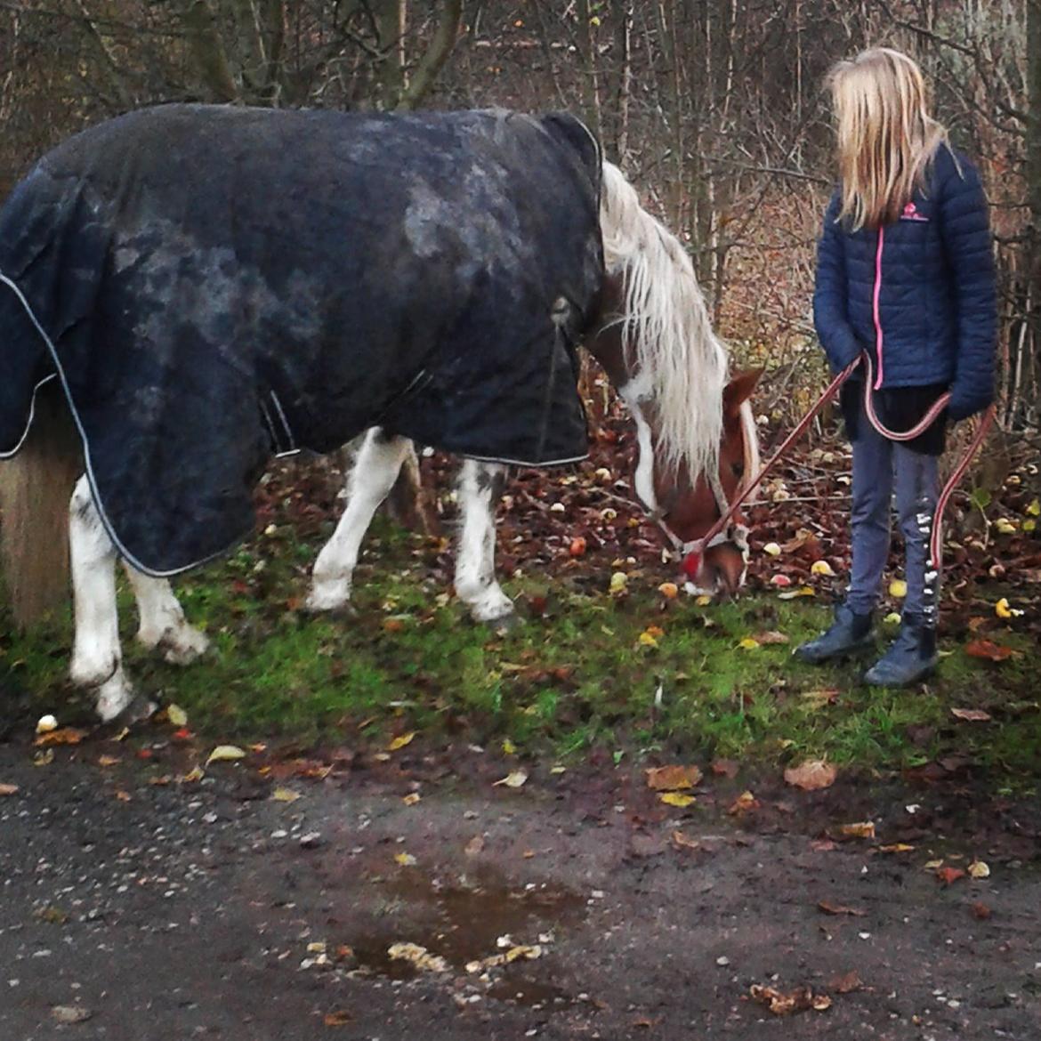 Pinto Olivia billede 5