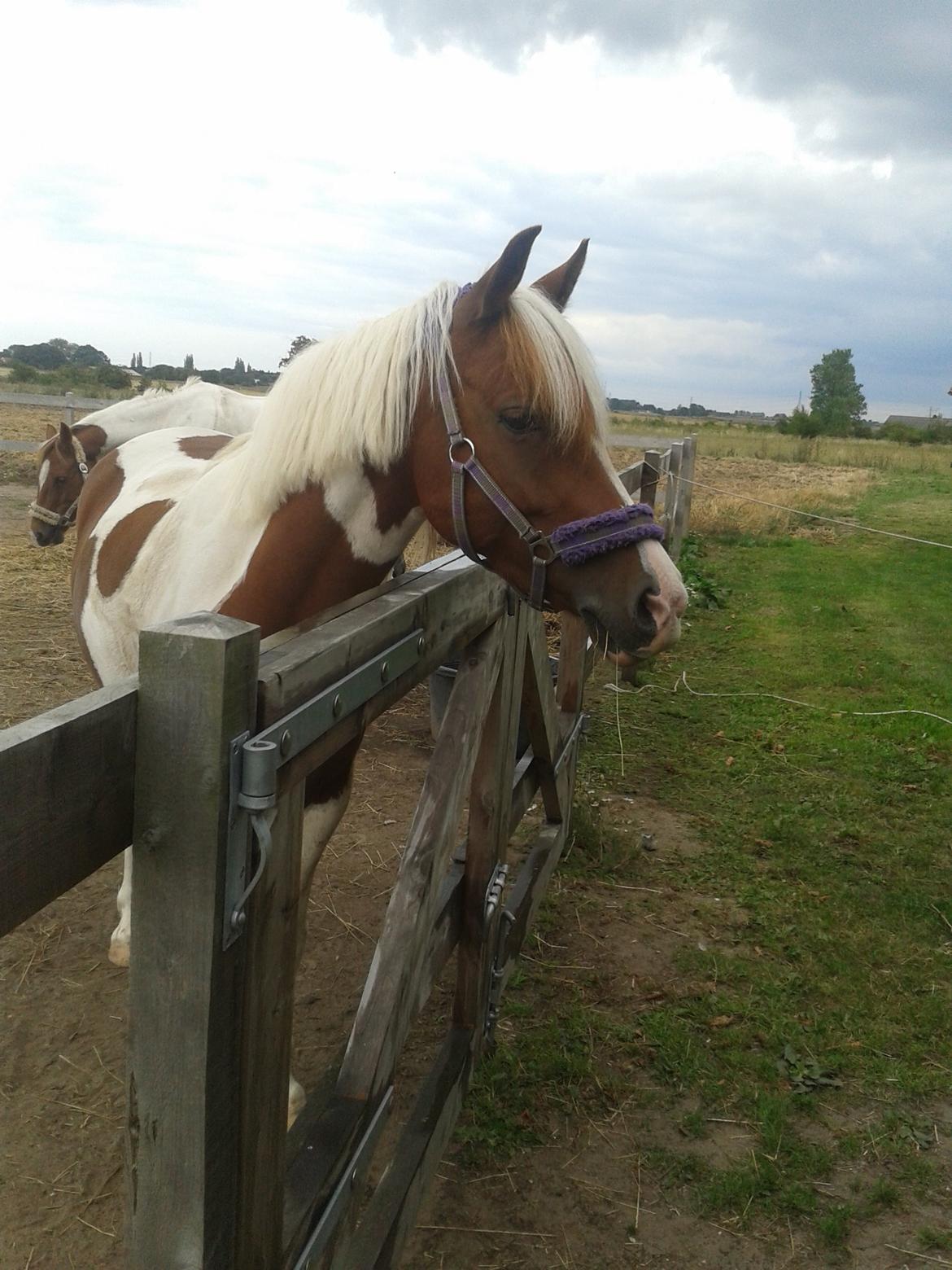 Pinto Olivia billede 3