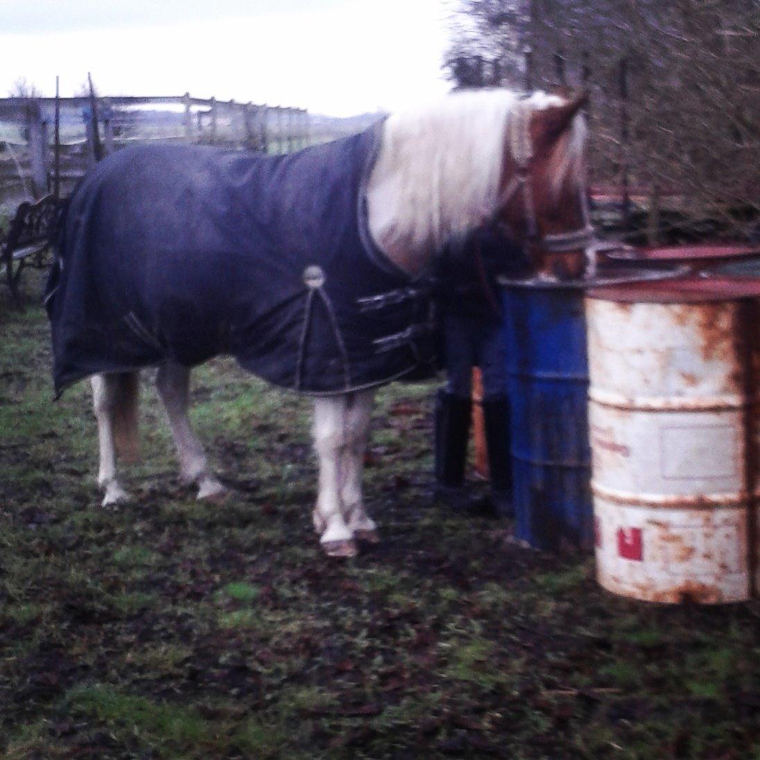 Pinto Olivia billede 6