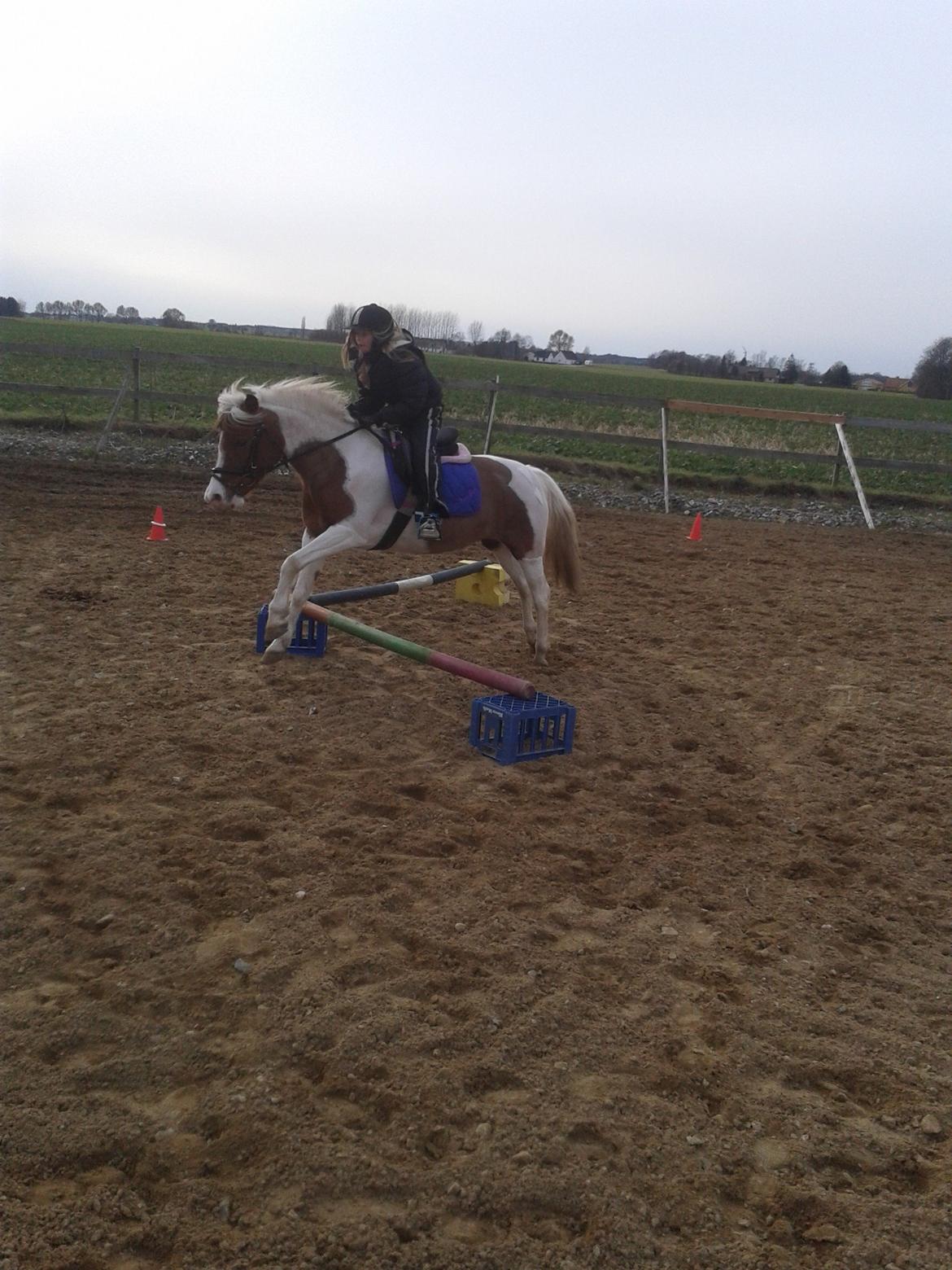 Pinto Olivia billede 7