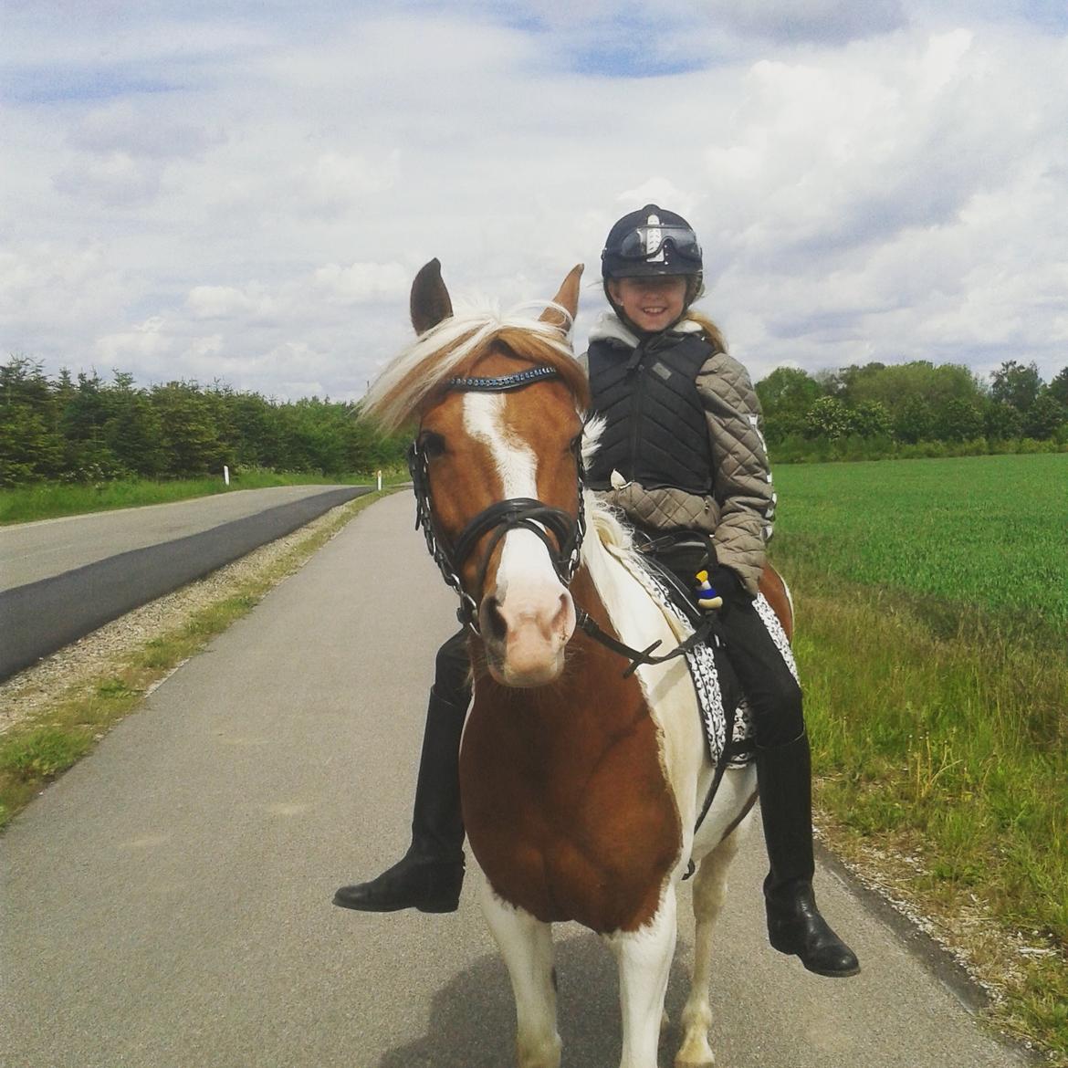 Pinto Olivia billede 9