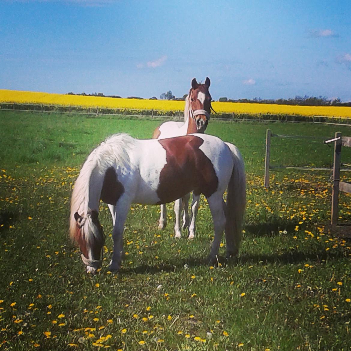 Pinto Olivia billede 8