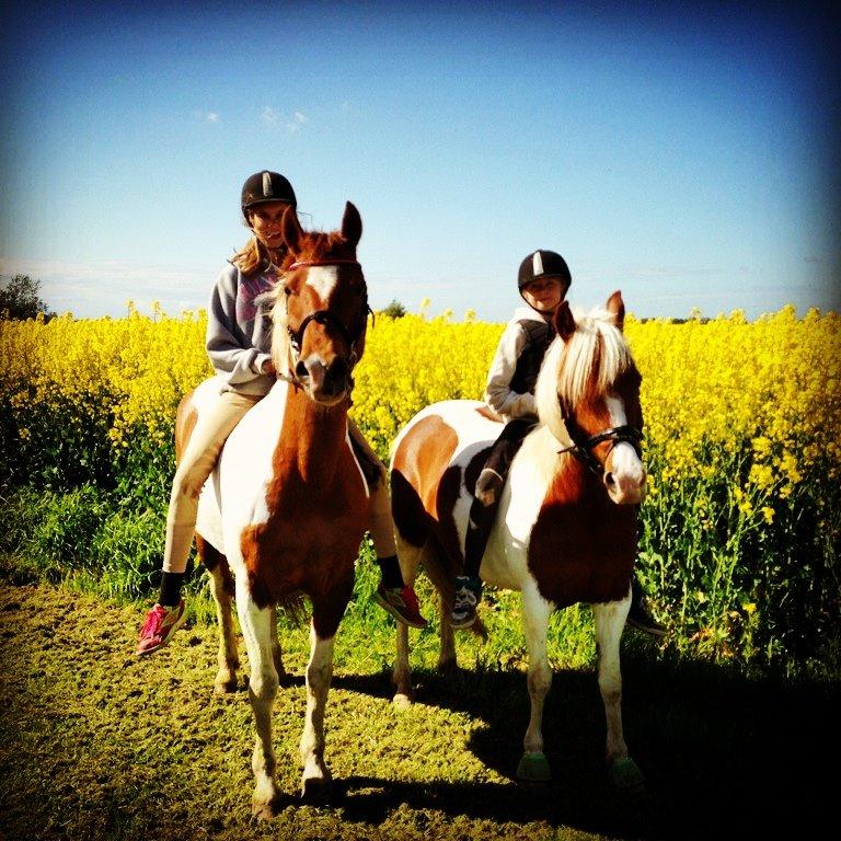 Pinto Olivia billede 10