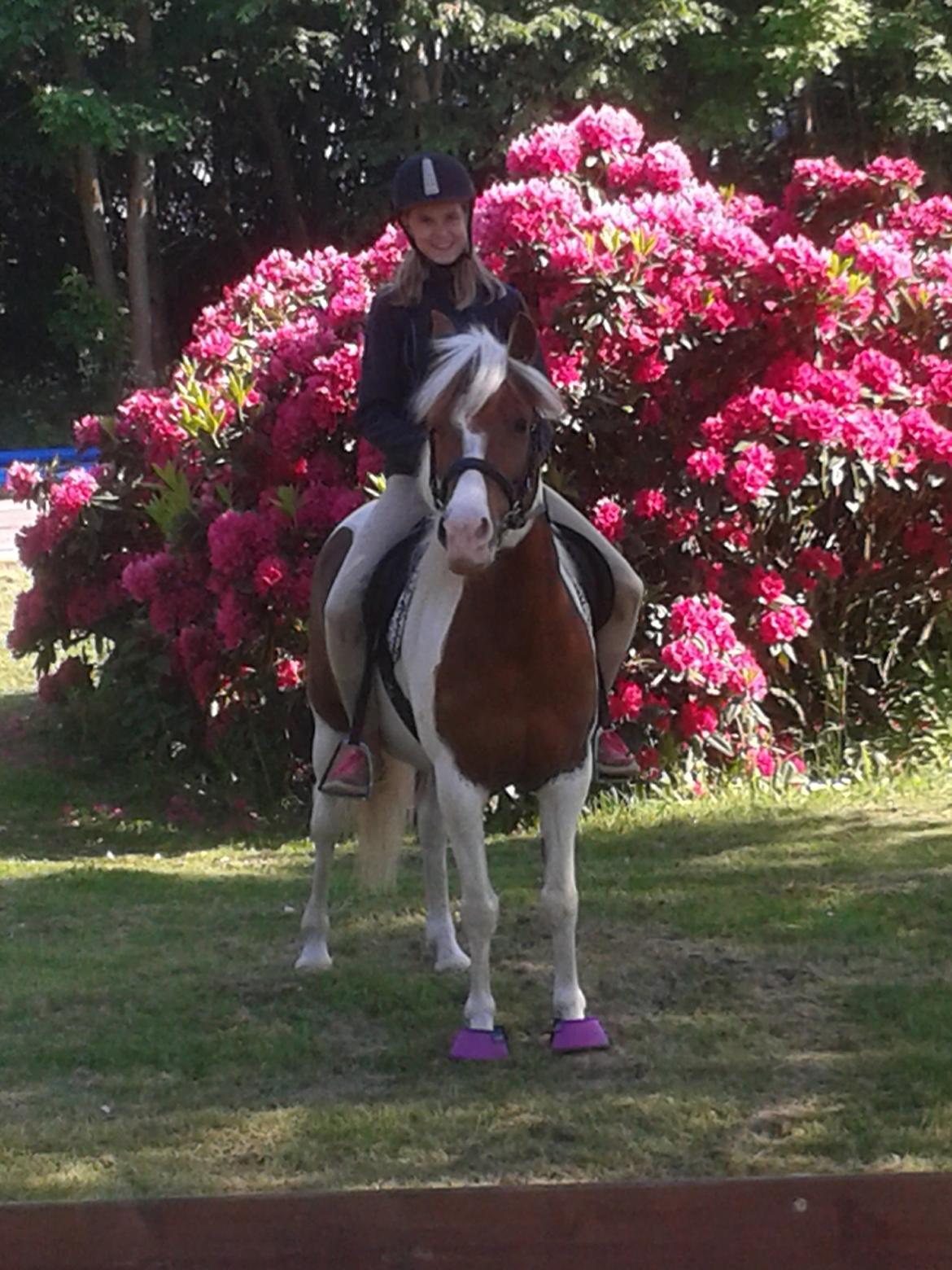 Pinto Olivia billede 11